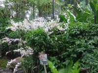 Botanischer Garten - Orchideengarten