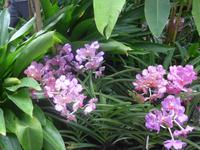 Botanischer Garten - Orchideengarten
