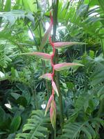 Botanischer Garten  Singapur