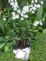 Orchidee auf den Namen von Lady Diana