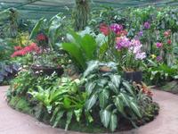 Botanischer Garten - Orchideengarten