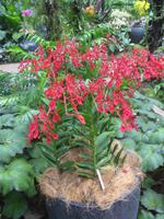 Botanischer Garten - Orchideengarten