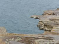 Klippen in der Nähe des Macquarie Lighthouse