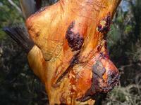 Struktur eines Baumes