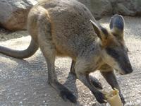 Kangeroo