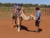 Kamel vorbereitet auf den Ausritt