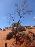 Sanddüne auf dem Weg zum Ayes Rock
