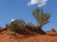 Sanddüne auf dem Weg zum Ayes Rock