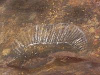 Höhlenmalerei Ayes Rock