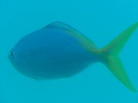 Blick aus dem Unterwasserboot