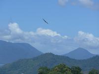 Blick auf Adler aus Skyrail