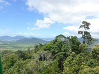 Blick über das Blätterdach des Dschungels aus dem Skyrail