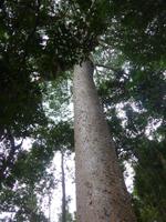Mittelstation Red Peak - Spaziergang durch Dschungel