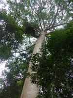 Spaziergang durch Dschungel an Mittelstation Red Peak