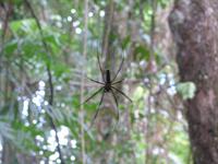 Spinnenwelt - hier Station am Red Peak