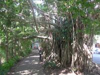 Kuranda auf dem Weg in die Stadt