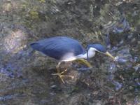 Wildlife Habitat Port Douglas