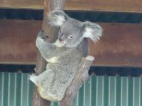 Koalabär Wildlife habitat Port Douglas