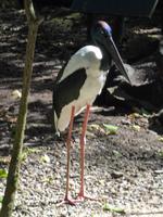Wildlife Habitat Port Douglas