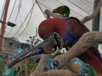 Papagei der sich Brillen schnappt