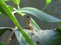 Echse unscheinbar im Blätterwald