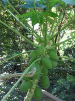 Wildlife Habitat Port Douglas