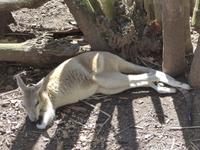 Kangeroo