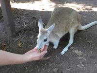 Kangeroofütterung
