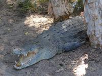 Krokodil