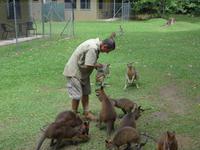 Fütterung von Kangeroos