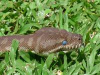 Schlangenkopf - blaue Augen kurz nach der Häutung