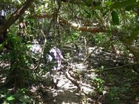 Zugang zum Daintree River - Beginn der Bootstour auf Daintree River