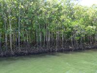 Mangrovenbäume
