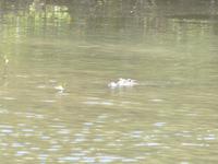 Salzwasserkrokodil im Daintree River