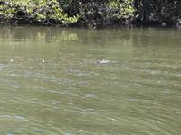Salzwasserkrokodil im Daintree River