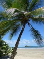 Kokospalme am Meer Daintree Nationalpark
