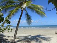 Kokospalme am Meer Daintree Nationalpark