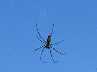 Spinne im Daintree Nationalpark