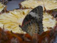 Schmetterling - Schmetterlinggarten in Singapur