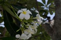 Spaziergang in Singapur zurück zum Hotel