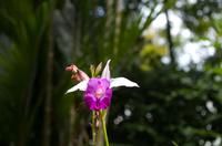 Stadrundfahrt in Singapur