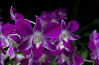 Stadrundfahrt in Singapur