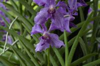 Stadrundfahrt in Singapur