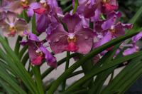 Stadrundfahrt in Singapur