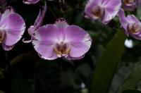 Stadrundfahrt in Singapur