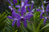 Stadrundfahrt in Singapur