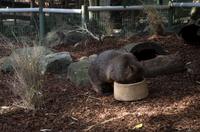 Blue Mountains und Featherdale Wildlife Park