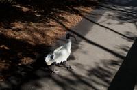 Blue Mountains und Featherdale Wildlife Park