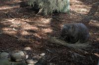 Blue Mountains und Featherdale Wildlife Park