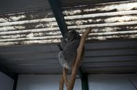 Blue Mountains und Featherdale Wildlife Park